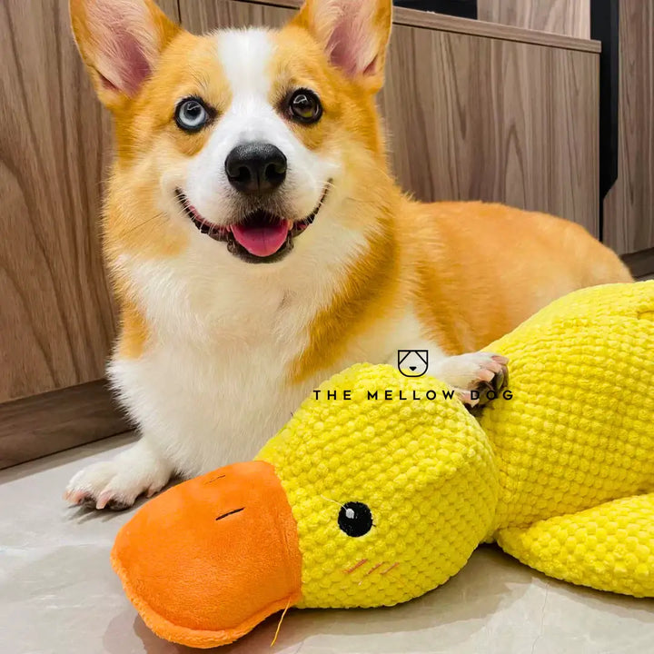 Kalmerende Eend - Voor het Geluk en Welzijn van Uw Hond