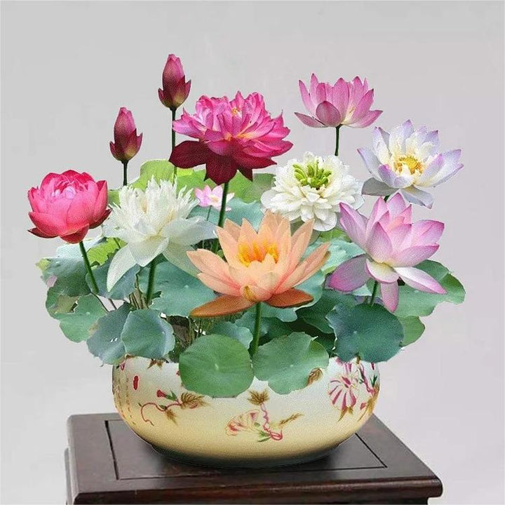 Hoogwaardige bonsai lotus zaden voor weelderige waterplanten; ideaal voor vijvers, tuin en balkon decoratie.