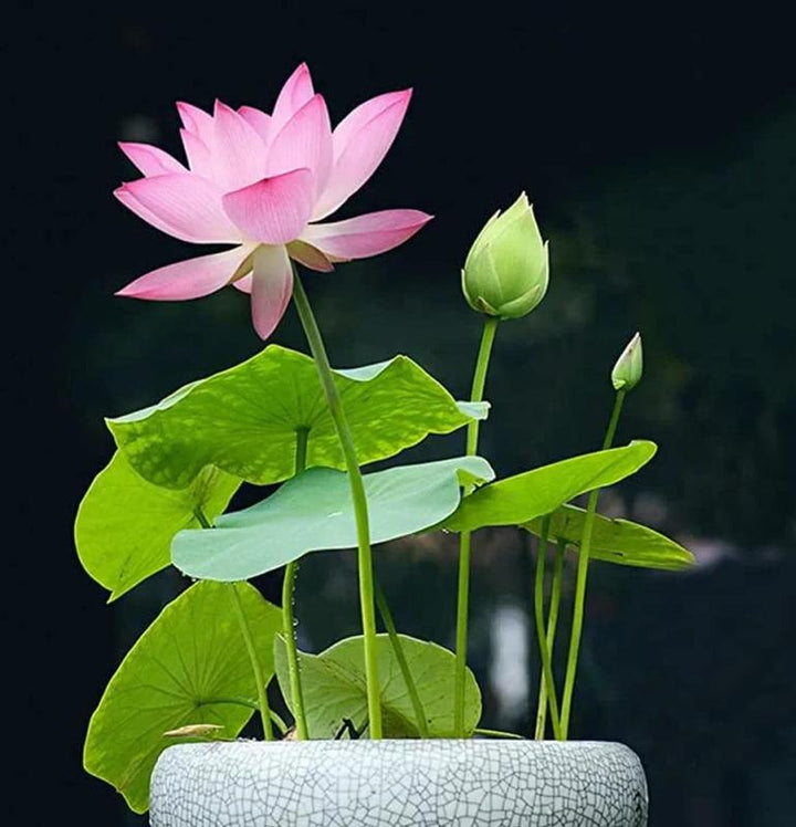 Levendige lotus zaden voor prachtige, kleurrijke waterplant bloemen; verfraai je vijver of watertuin ermee.