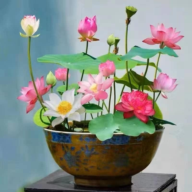 Levendige bonsai lotus zaden voor waterplanten, ideaal voor vijver en watertuin.