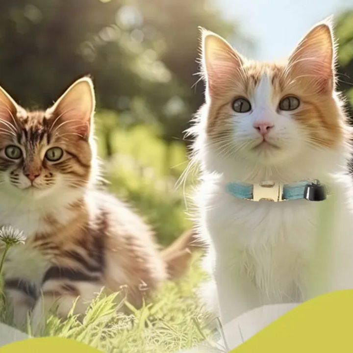 Twee schattige katten buiten in de zon, waarvan één een lichtblauwe halsband met geïntegreerde huisdier tracker draagt.