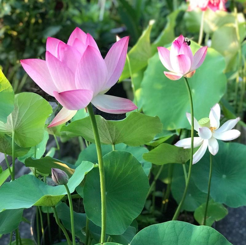 Kweekset lotus zaden voor exotische waterplanten; creëer kleurrijke bloemen in vijver of op balkon.