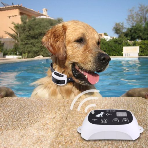 Waterdichte hondenhek halsband gedragen door een hond bij het zwembad